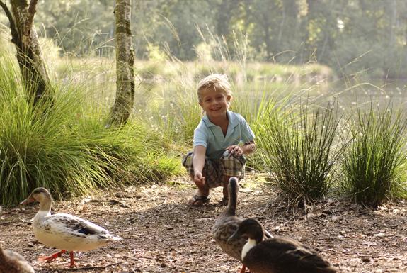 Eendjes bij het water | Bospark 't Wolfsven